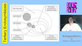 Tertiary Endosymbiosis [upl. by Asyl]