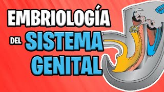 ✅ EMBRIOLOGÍA del SISTEMA GENITAL 👦🏻👧🏻  Sistema UROGENITAL [upl. by Maggs]