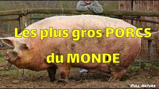 LE plus gros COCHON du MONDE [upl. by Maleeny]