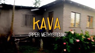 KAVA 2017 [upl. by Berners]