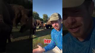 Bison herders mistake bisonlove bison facts youtubeshorts ytshort [upl. by Eissalc]