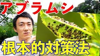 アブラムシが勝手に減る！〇〇を増やして根本的な害虫対策を！【自然農】【害虫】 [upl. by Pantia307]