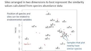 Species composition and diversity [upl. by Litnahc]