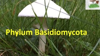 Basidiomycota [upl. by Elsbeth]