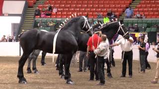 Bentley 2014 World Percheron Congress HD [upl. by Kellda623]