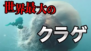 世界最大のクラゲは飛行機より長い shorts キタユウレイクラゲ [upl. by Albertson567]