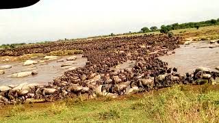 The great migration crossing mara river north serengeti [upl. by Nahtan]