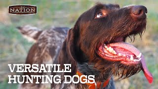 Training a Versatile Hunting Dog  DU NATION [upl. by Adnole]