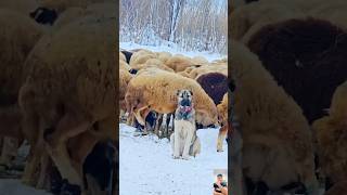 Turkish Kangal Dog The Mighty Guardian 🐕 TurkishKangal KangalDog [upl. by Arnon512]