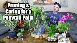 Caring for and Pruning a Ponytail Palm Beaucarnea recurvata [upl. by Root]