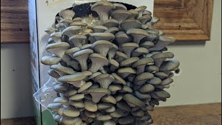 Mushroom Growing Kit Review and Harvest  Multiple Crops and Very Easy [upl. by Trudie]