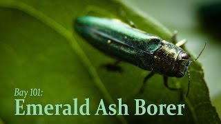 Bay 101 Emerald Ash Borer [upl. by Oliric865]