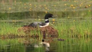 Common Loon Nesting A Close Up Look [upl. by Sheley]