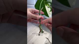 Monstera albo root rot and prop plantcare monsteraalbo propagation [upl. by Alayne27]