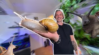 LE PLUS GROS ESCARGOT DU MONDE CHEZ TOI   TOOPET [upl. by Micaela]