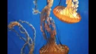 Sea Nettle Jellyfish  California Academy of Sciences [upl. by Amuwkuhc629]