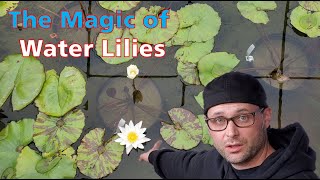 Water Lilies  How to Transplant More Than One Way and Protect them from Koi [upl. by Llerehs559]