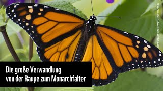 Die grosse Verwandlung– von der Raupe zum Monarchfalter [upl. by Abigale]