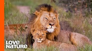 Baby Lions Meet Dad For The First Time  Love Nature [upl. by Barker446]