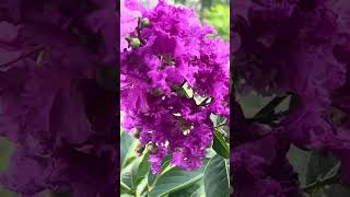 Lagerstroemia and the bees [upl. by Norvil537]