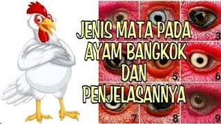 JENIS MATA AYAM BANGKOK DAN PENJELASANNYA [upl. by Hartley765]