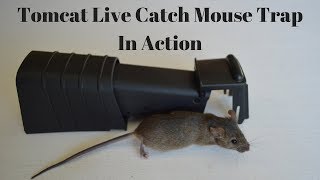 Tomcat Live Catch Mouse Trap In Action With Motion Cameras Mousetrap Monday [upl. by Lleder]