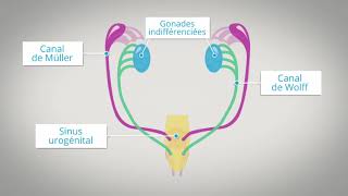 phénotype sexuel les étapes de la différenciation Canopé [upl. by Jillian681]