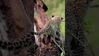 Newborn Leopard Cub Explores Tree [upl. by Rinna]