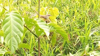 melihat secara alami burung ciblek berkembang biak [upl. by Kelda]