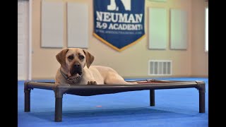 Copper Black Mouth Cur Puppy Camp Dog Training Video Demonstration [upl. by Noremmac]