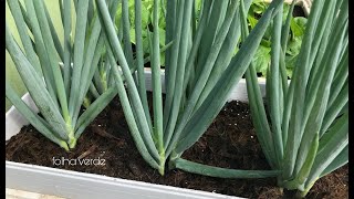 Como plantar cebolinha do jeito certo em vaso ou balde [upl. by Yrolam]