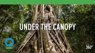 Under The Canopy 360 video  Conservation International CI [upl. by Nairadal]