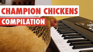 Awesome Chickens  Funny Pet Video Compilation [upl. by Eserrehs]