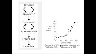 Glicólise anaeróbia e lactato  resumido [upl. by Tacye720]