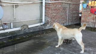 Labrador dog barking at a cat [upl. by Eanahs923]