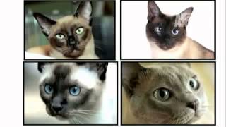 Tonkinese Cat 101 by Animal Planet [upl. by Ahseit]