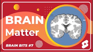 White Matter Vs Gray Matter  Whats the Difference  Brain Bits [upl. by Cordelia]