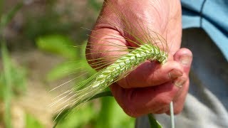 Ancient Grains Growing Heritage Grains in Gardens and Small Farms [upl. by Rolanda174]