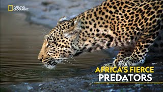 Africa’s Fierce Predators  Africas Deadliest  हिंदी  Full Episode  S2  E3  Nat Geo [upl. by Xavler283]