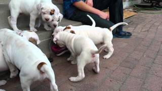 6 week old American Bulldog puppies [upl. by Alexio969]