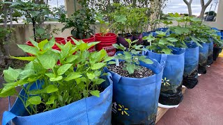 Self Watering Grow Bag Garden Thriving in November  Peppers Figs Zucchini [upl. by Kos]