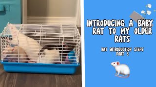 How To Introduce Rats To Each Other part 4  final [upl. by Senalda]