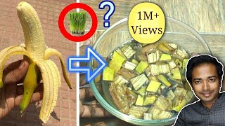 Banana peels fertilizer quick and easy [upl. by Bancroft]