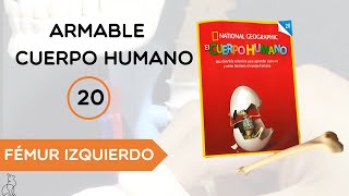 Coleccionable  Cuerpo Humano 20  fémur izquierdo💀 [upl. by Fendig]