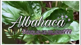 ALBAHACA 🌿 el SECRETO está en sus FLORES albahaca cuidadosprincipiantes [upl. by Rellim]