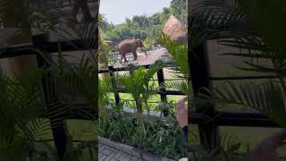 Lembang Park Zoo [upl. by Ellehs486]