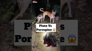 Porcupine Vs Pluto 😱  469 [upl. by Akirea22]