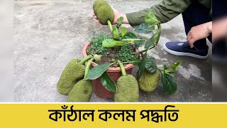 মাত্র ৩০ দিনে কাঁঠাল খেতে চাইলে ভিডিওটি দেখা জরুরী  Vinno CHOKH [upl. by Nosiram107]