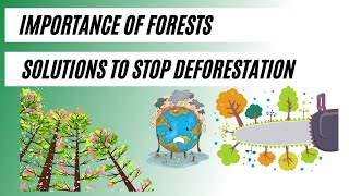 Why Forests are Important in 2023  Causes and Effects of Deforestation  Deforestation Solutions [upl. by Akiemahs646]