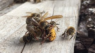 Bienen vs Hornisse [upl. by Modestine]